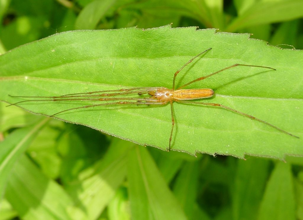 Tetragnatha sp. Sesto ed Uniti (CR)